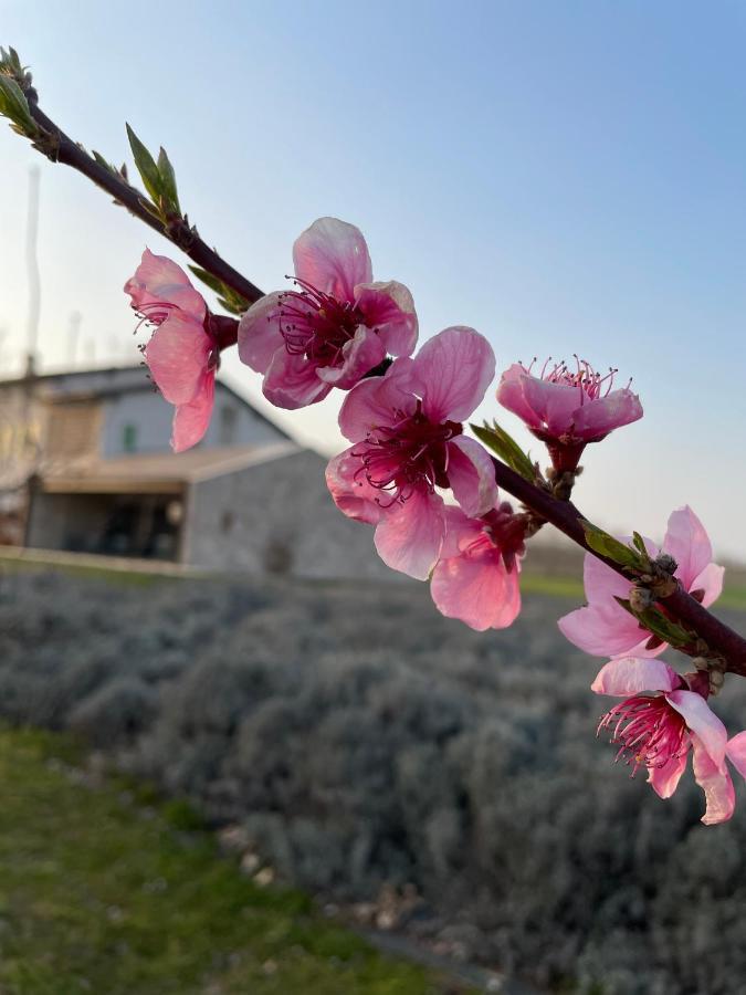 Agriturismo Redo Villa Ponti sul Mincio Exterior photo